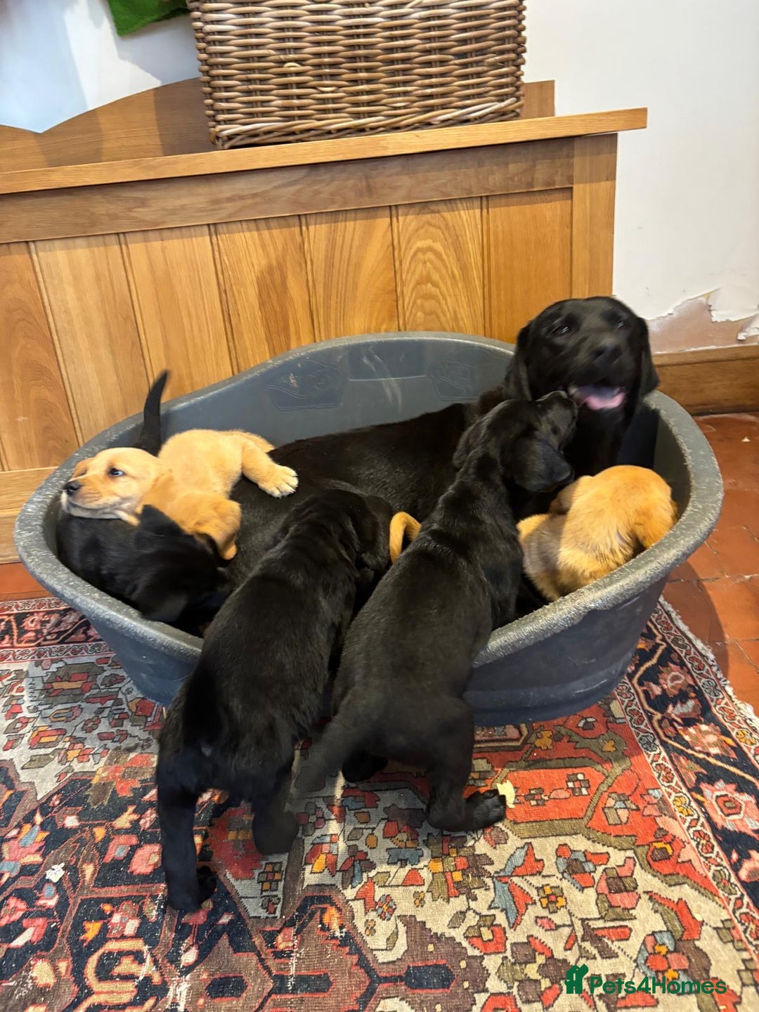 Goldador dogs for sale: GORGEOUS GOLDADORS  - Image 8