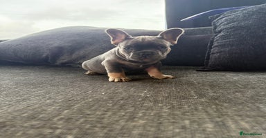 French Bulldog dogs - Advert 11