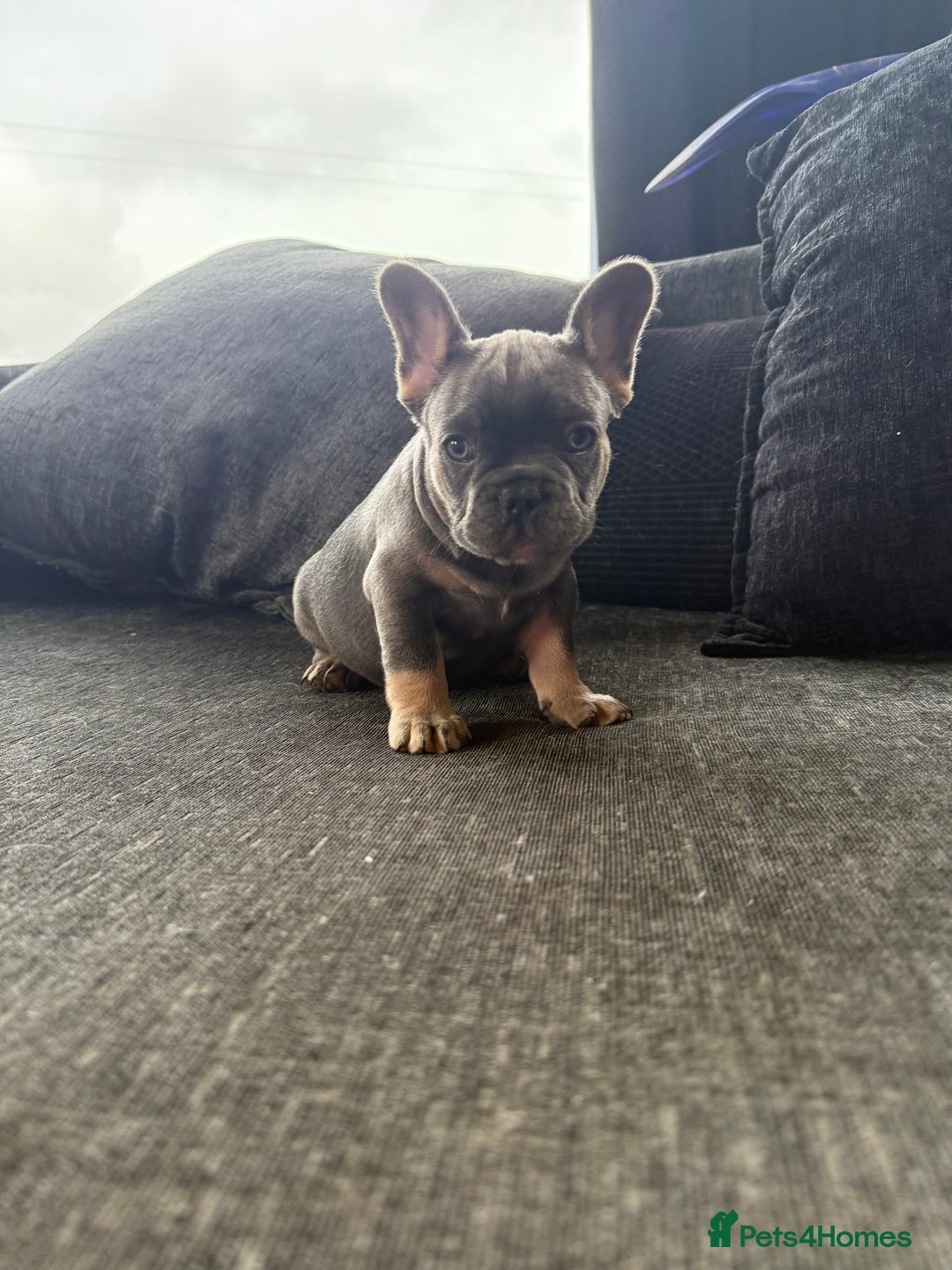 French Bulldog dogs for sale: French bulldog puppies  - Image 3