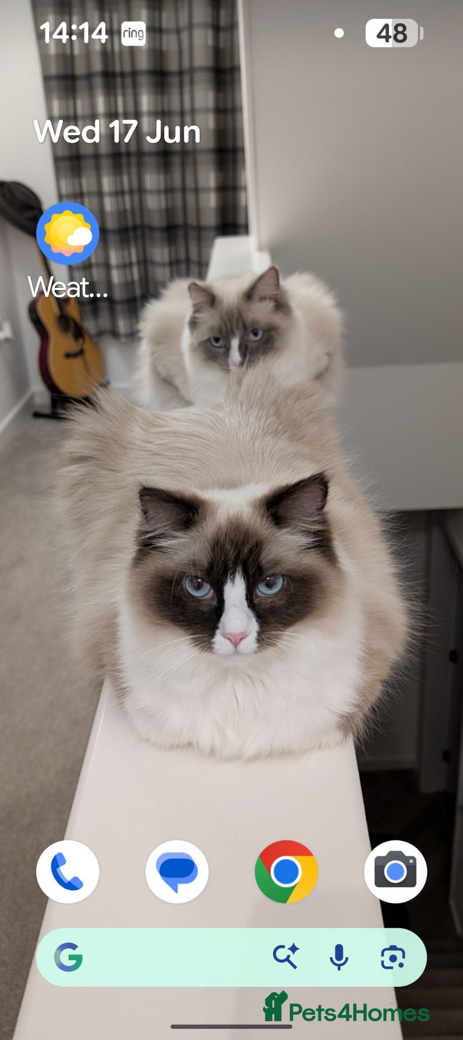 Ragdoll cats 2 adult ragdoll cats  - Advert 1