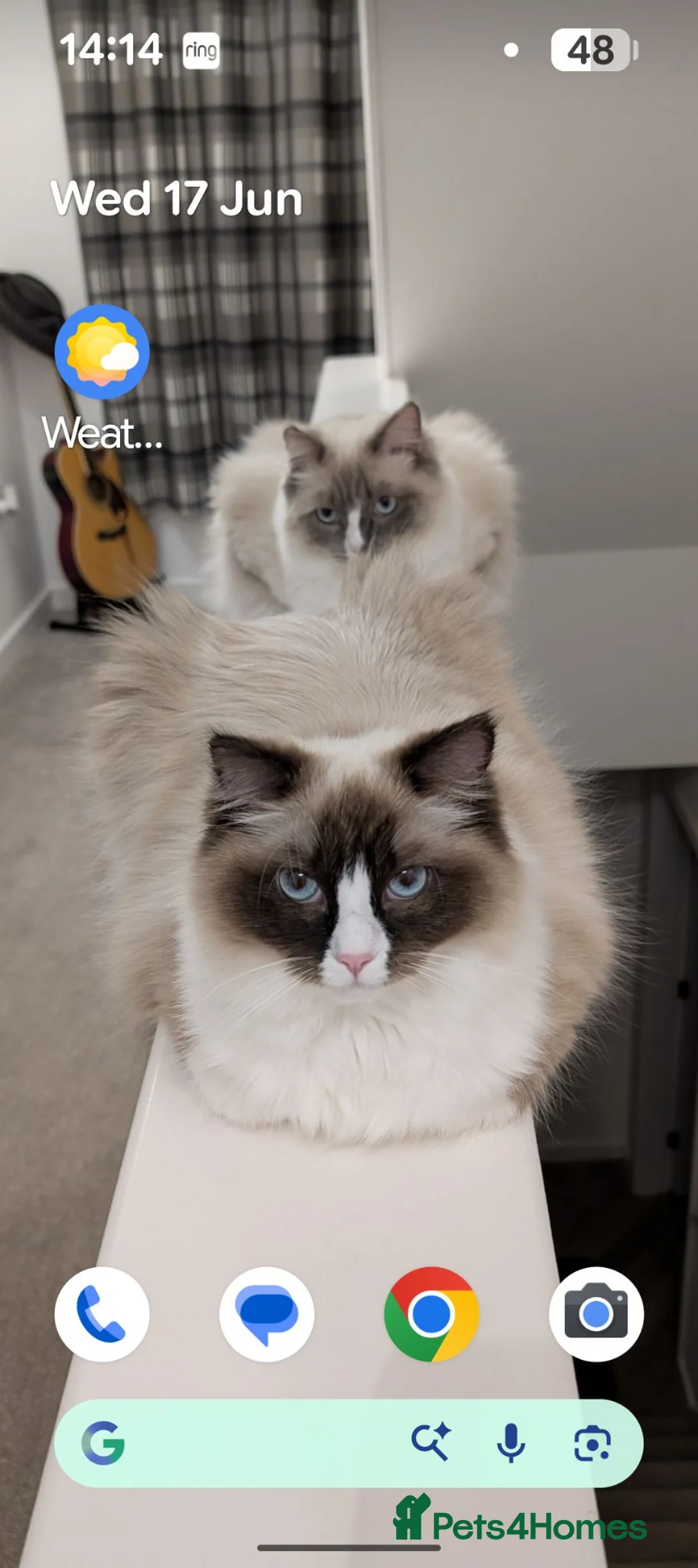 Ragdoll cats for sale: 2 adult ragdoll cats  - Advert 1