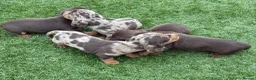 Miniature Dachshund dogs for sale: Ready now Kc-registered PRA-clear mini dachshund  - Advert 8