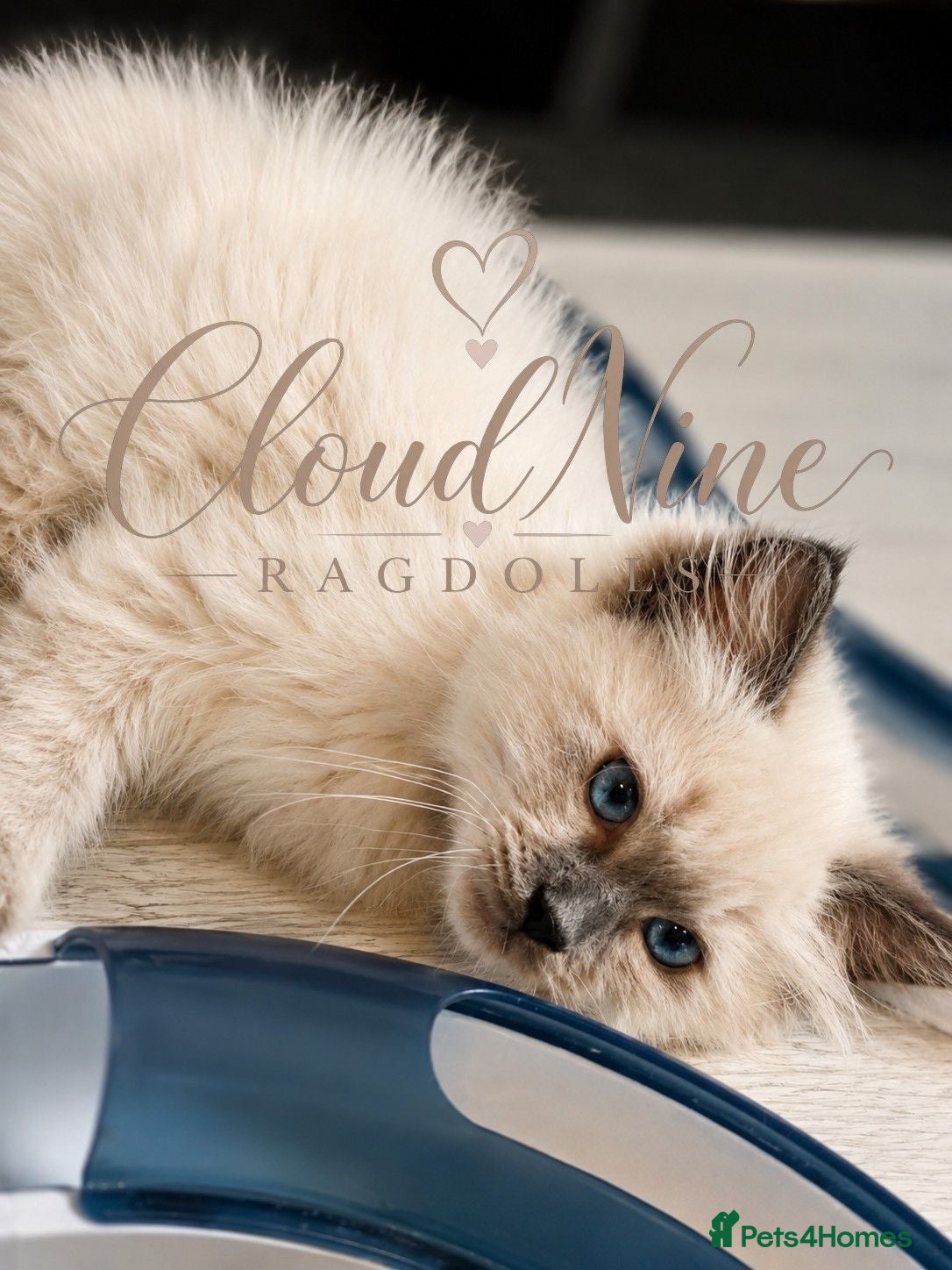 Ragdoll cats 1 Stunning TICA-Registered Ragdoll Boy - Simon - Advert 2