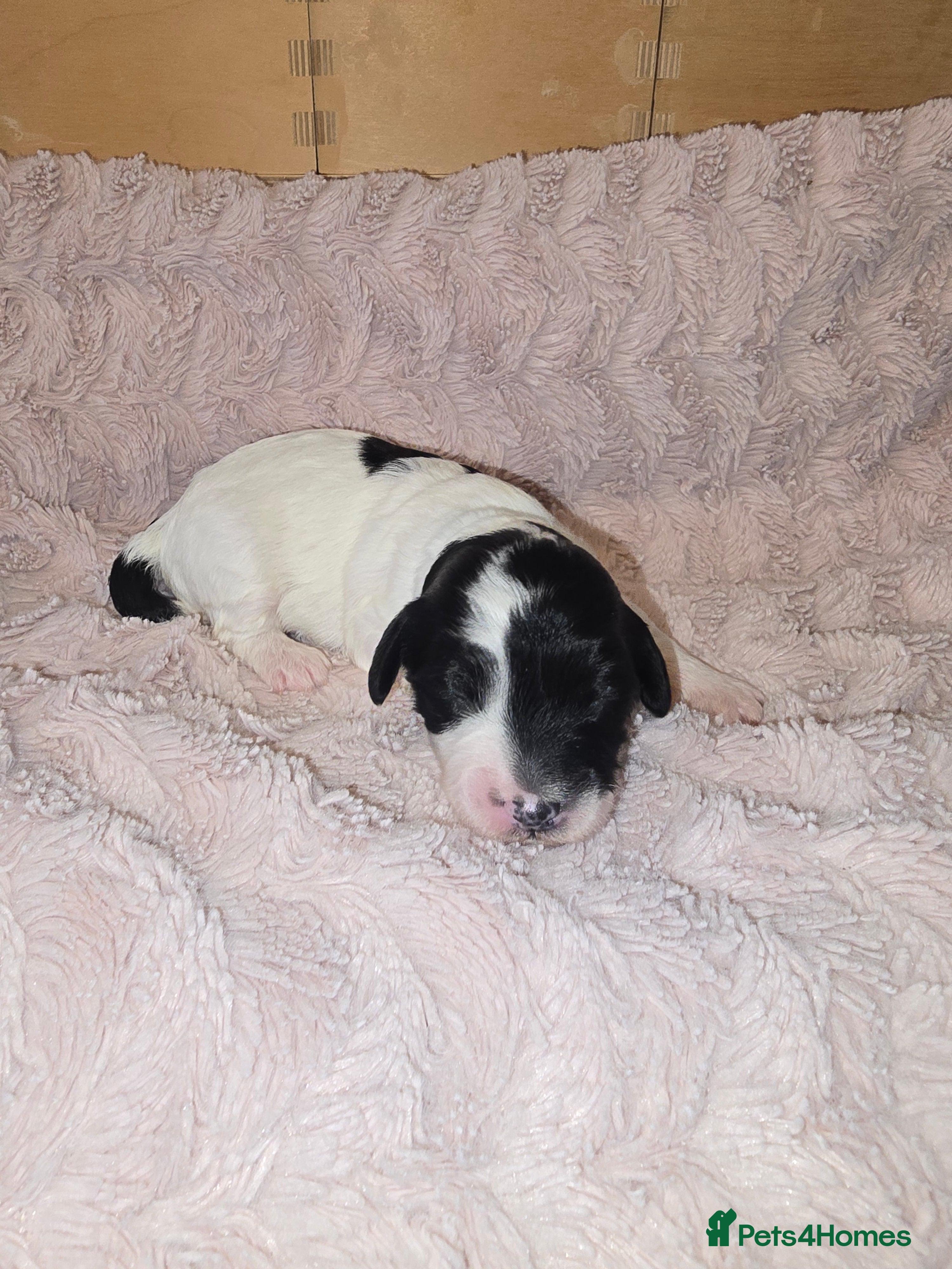 Mixed Breed dogs Schnockerpoo Puppies - Advert 8