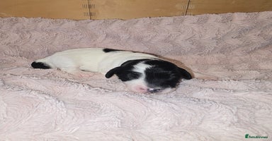 Mixed Breed dogs Schnockerpoo Puppies - Advert 5