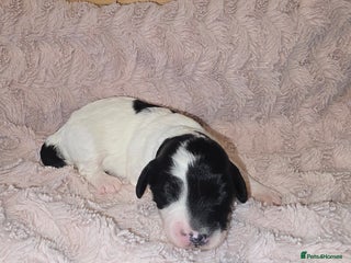 Mixed Breed dogs Schnockerpoo Puppies - Advert 3