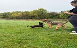 Mixed Breed dogs for sale: Male bullmastiff  - Image 3