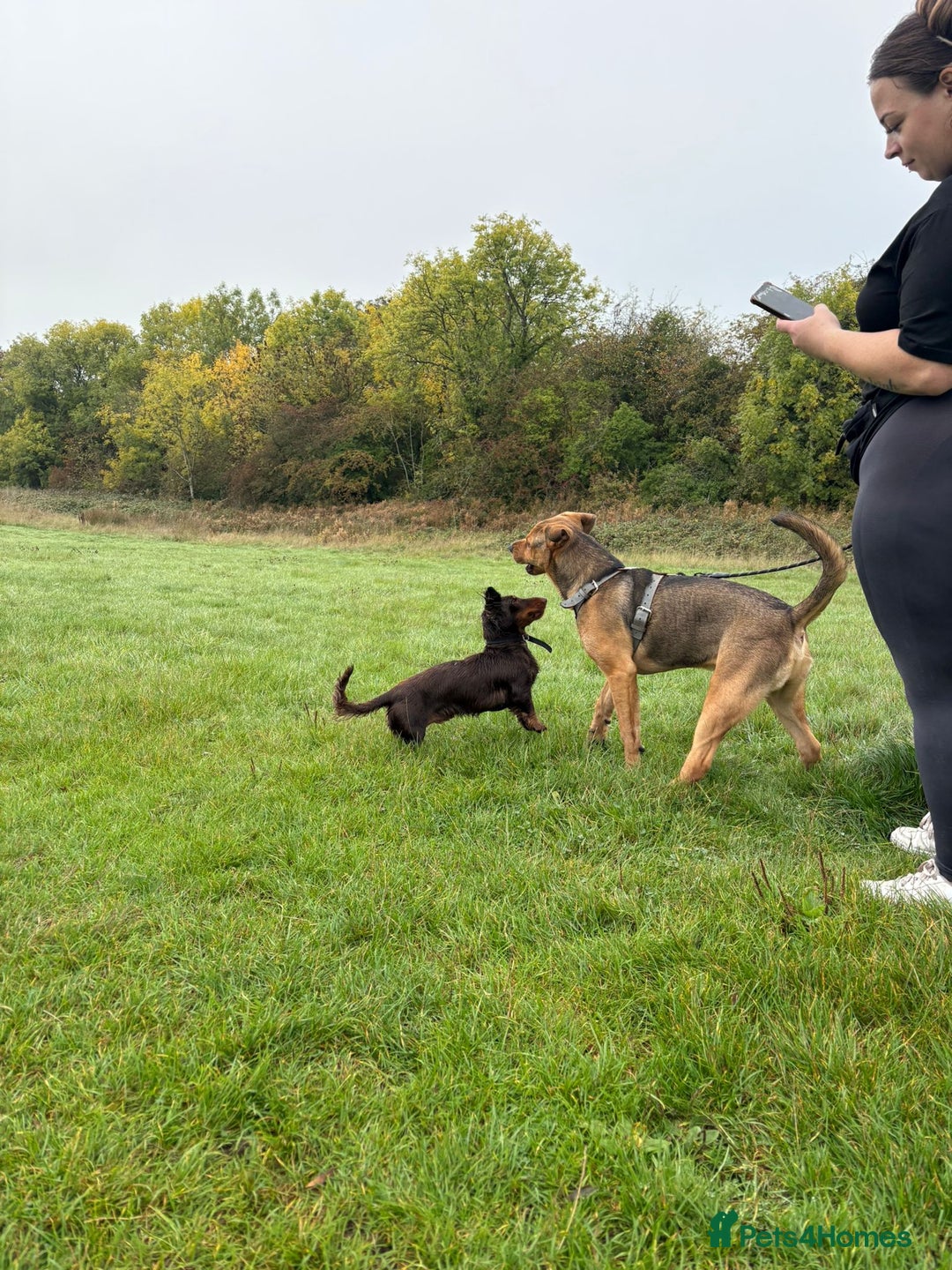 Mixed Breed dogs for sale: Male bullmastiff  - Image 3