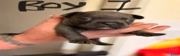 Mixed Breed dogs for sale: 4x Male French bulldogs - Advert 6