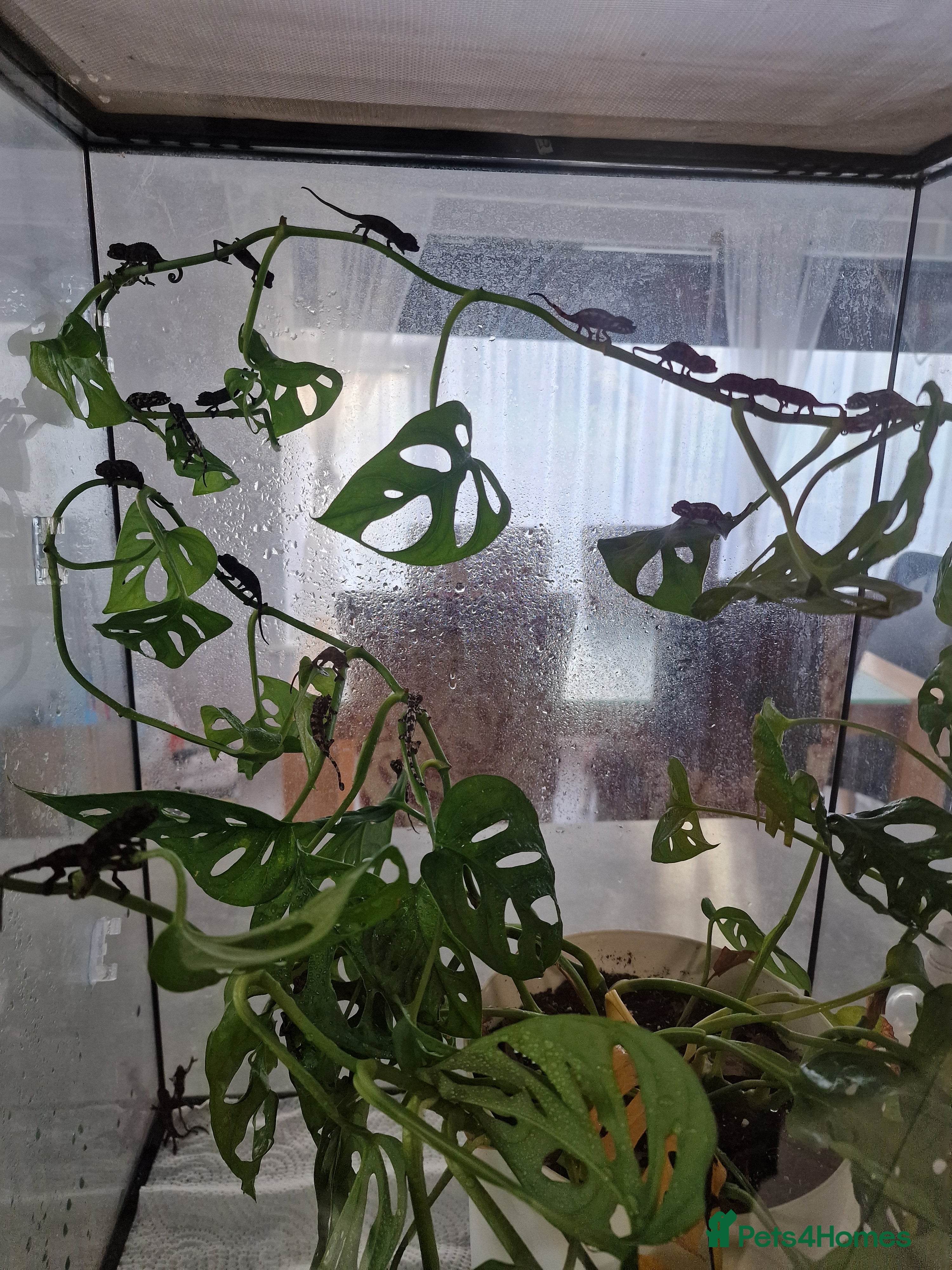 Chameleon reptiles Baby jackson Chameleons 5 Males left - Advert 6