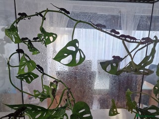 Chameleon reptiles for sale - Advert 1