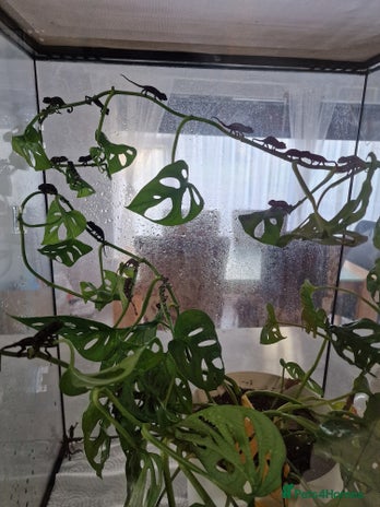 Chameleon reptiles - Advert 1