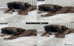 Shih Tzu dogs for sale: !READY NOW! 1 boy left!! pure bred shih tzu 🐾 🐾  - Image 13