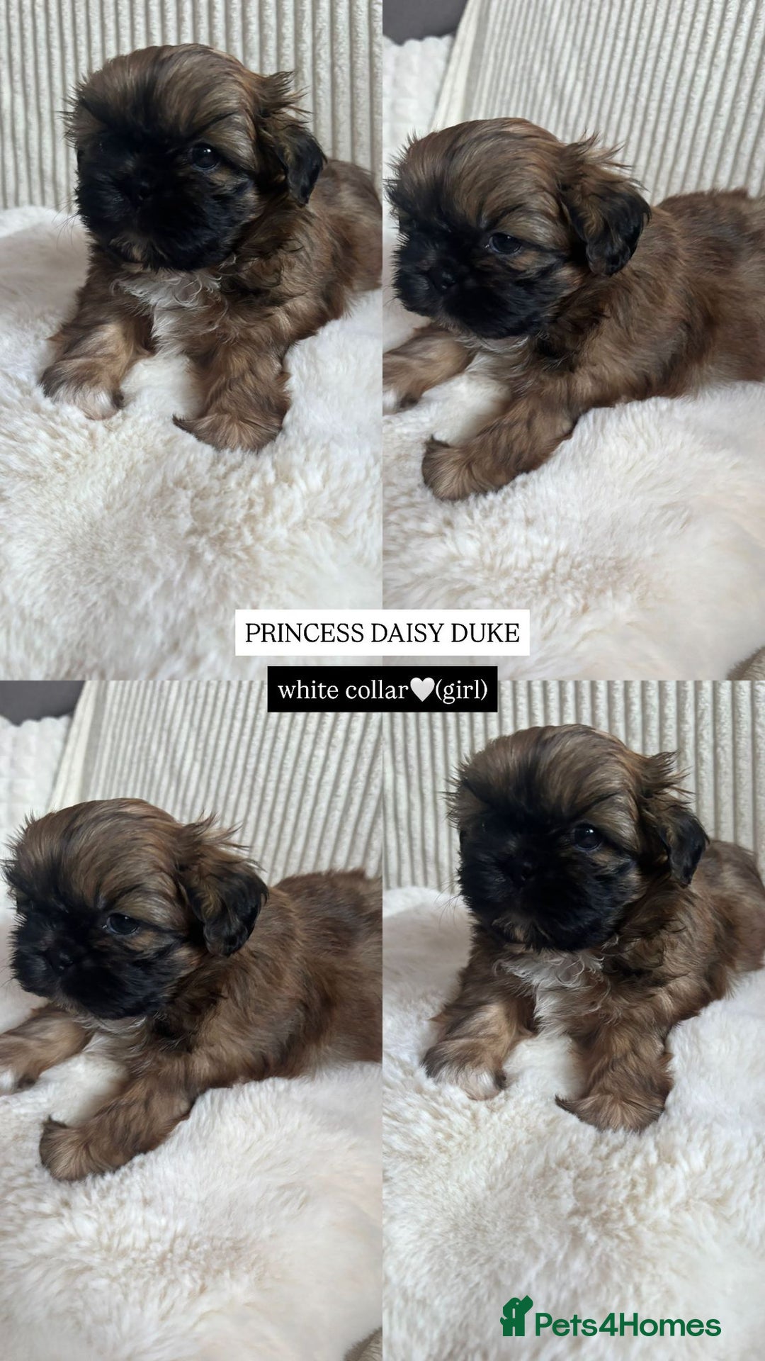 Shih Tzu dogs for sale: !READY NOW! 1 boy left!! pure bred shih tzu 🐾 🐾  - Image 13