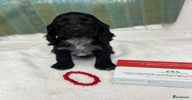 Cocker Spaniel dogs - Advert 15