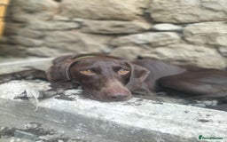 German Shorthaired Pointer dogs for adoption: Rucha, female German Shorthaired Pointer, aged 2 - Image 2