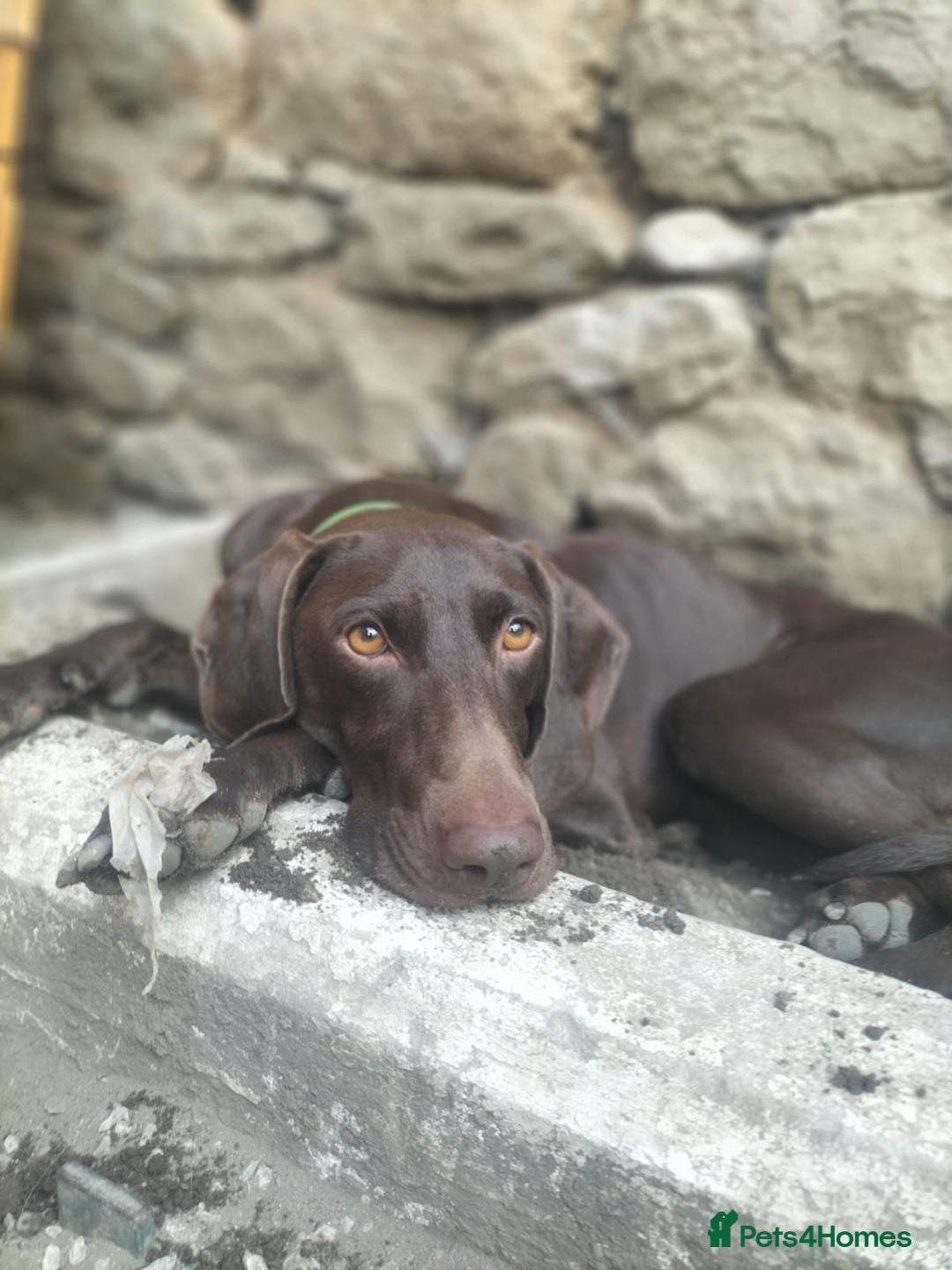German Shorthaired Pointer dogs for adoption: Rucha, female German Shorthaired Pointer, aged 2 - Image 2