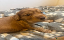 Cocker Spaniel dogs for sale: Working ginger/red cocker spaniels. - Image 14