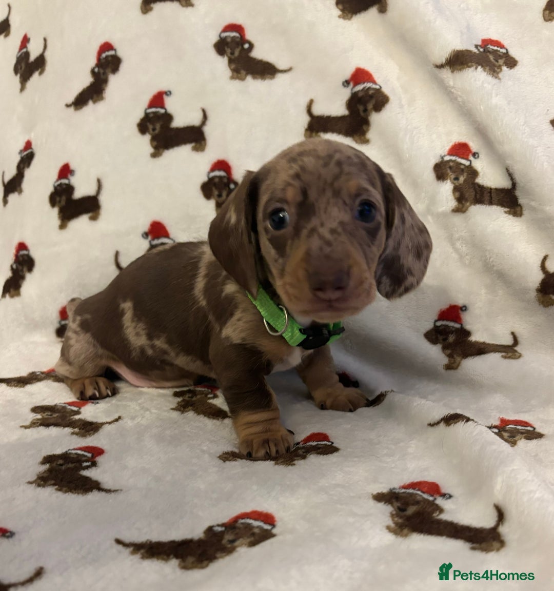 Miniature Dachshund dogs for sale: Last 2 Miniature Dachshund Pups Ready 23rd Dec! - Advert 6