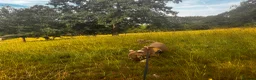 American Bully dogs for sale: 2 sweeties need forever home! - Advert 13