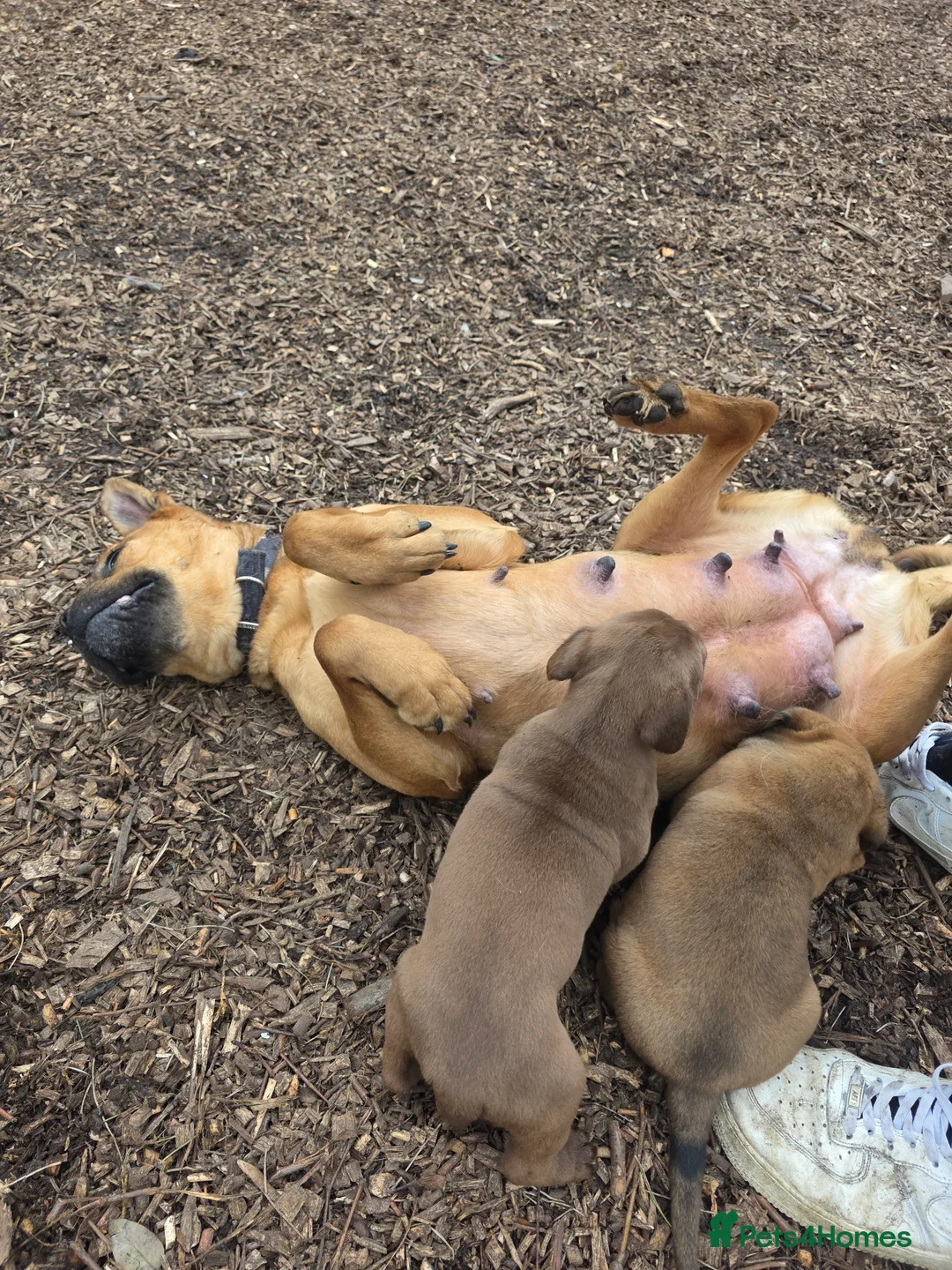 Mixed Breed dogs for sale: 1 male pup left Cane corso x French mastiff  - Advert 7