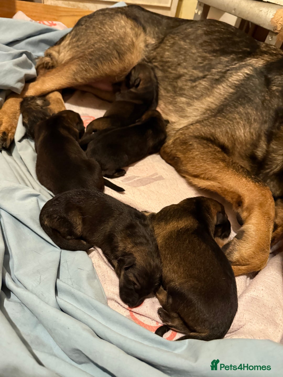 German Shepherd dogs for sale: 5 beautiful GSD puppies - Male £600 female £800 - Image 7