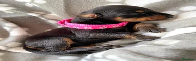 Dobermann 9