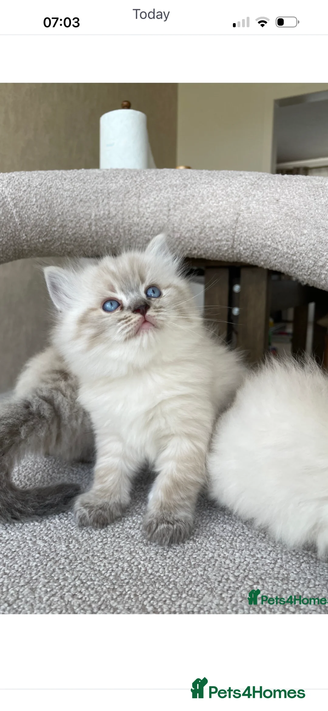 Ragdoll cats for sale: Fluffy ragdoll male kitten  - Advert 2