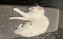 Turkish Angora cats for sale: Turkish Angora/ Ragdoll kittens for SALE !!! - Image 21