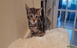 Domestic Shorthair cats for sale: Beautiful cat  - Image 5