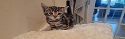Domestic Shorthair cats for sale: Beautiful cat  - Advert 5