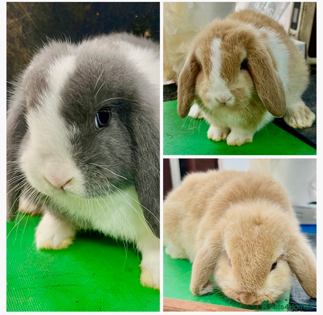 Mini Lop rabbits for sale: Mini Lops for sale READY NOW - Advert 2