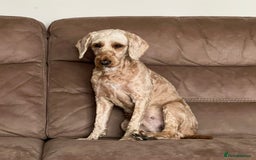 Cockapoo dogs for sale: F1b Cockerpoo puppies. - Image 4