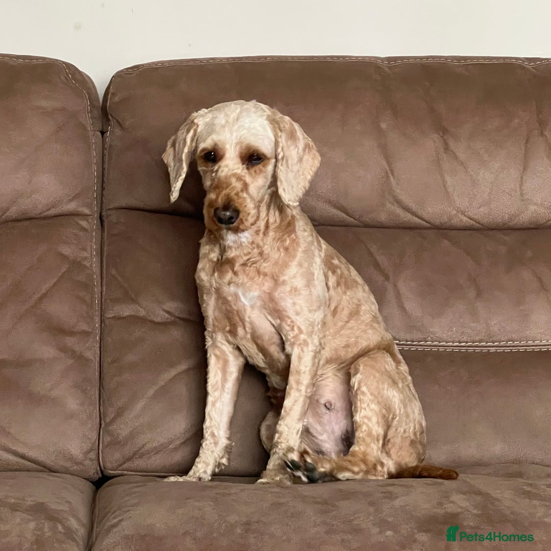 Cockapoo dogs for sale: F1b Cockerpoo puppies. - Image 4