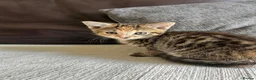 Mixed Breed cats for sale: Beautiful Kittens - Advert 20