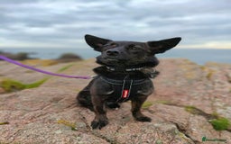 Mixed Breed dogs for adoption: Annie - a little dog with a big heart ❤️ - Image 1