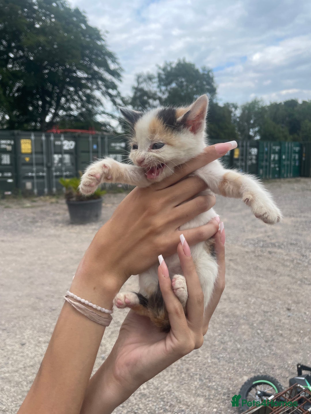 Ragdoll cats for sale: Randall x kittens - Image 2