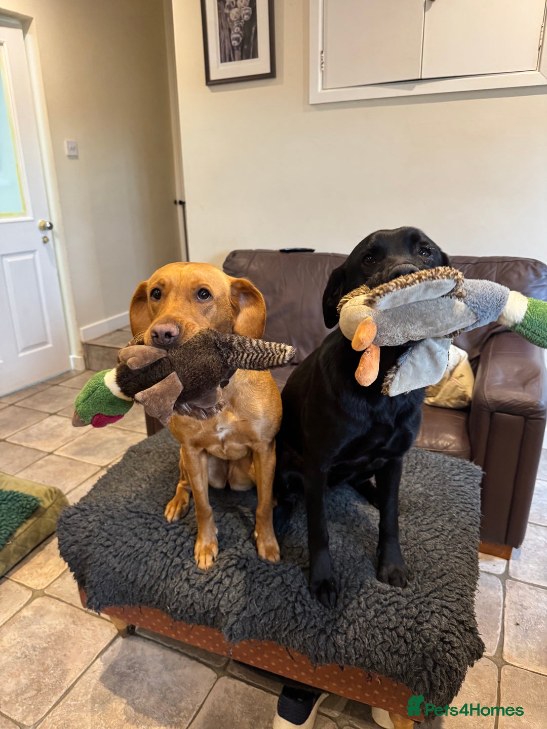 Labrador Retriever dogs for sale: KC Reg Health Tested Working Labradors - Image 9