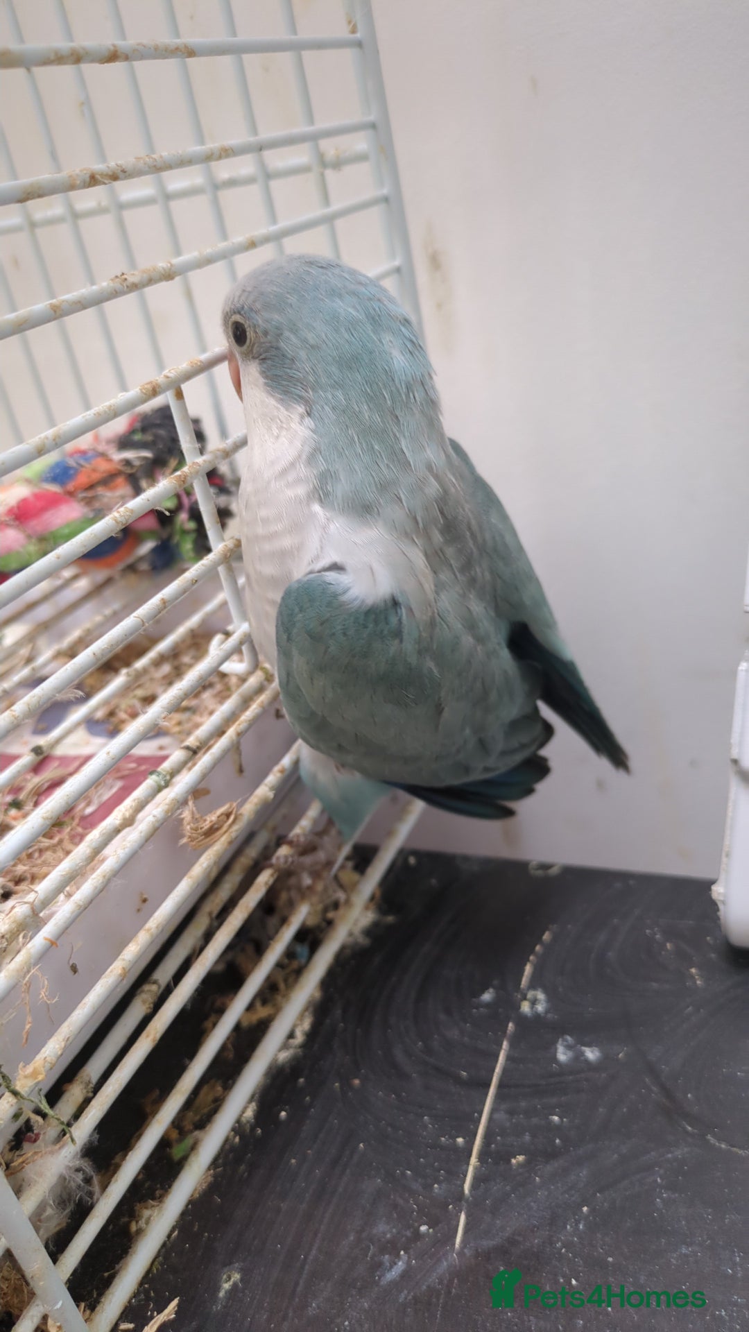 Parakeets birds for sale: Quaker parrots babies hand reared different colour - Image 16