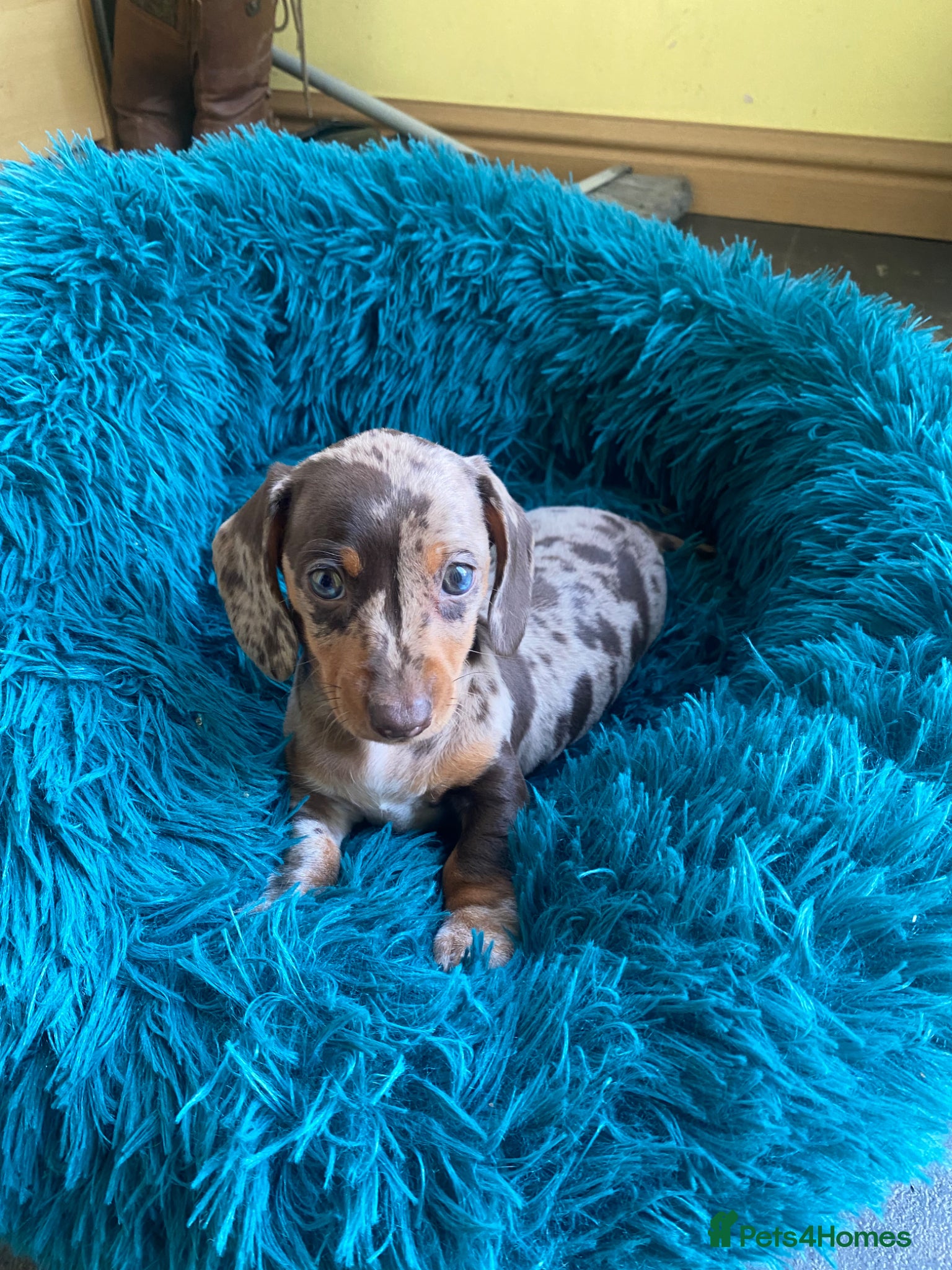 Miniature Dachshund dogs Dapple miniature dachshund girl - Advert 9