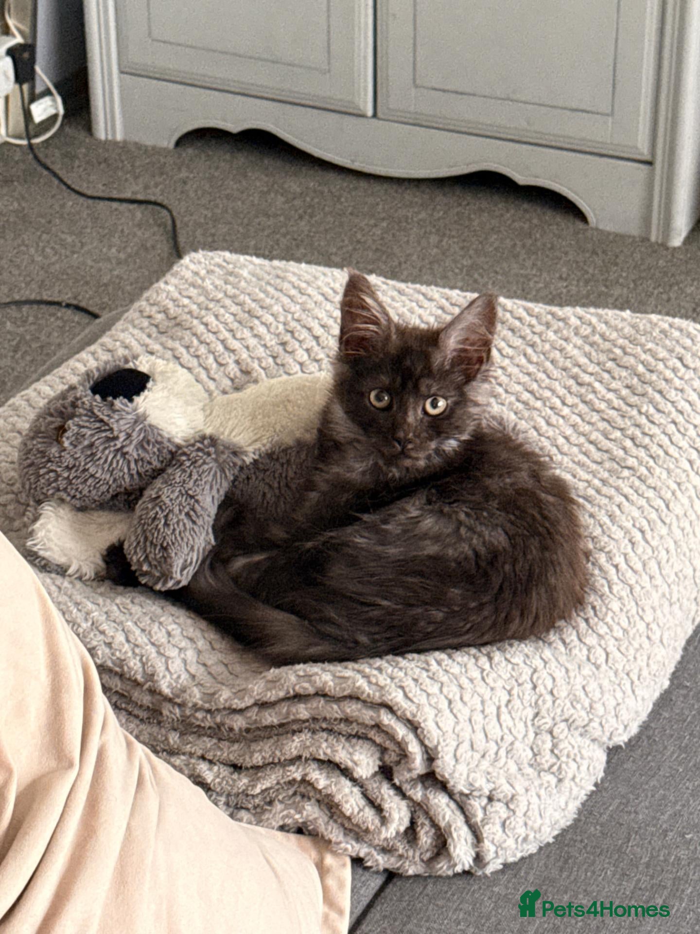 Maine Coon cats for sale: Beautiful Lady MaineCoon for sale!  - Advert 20