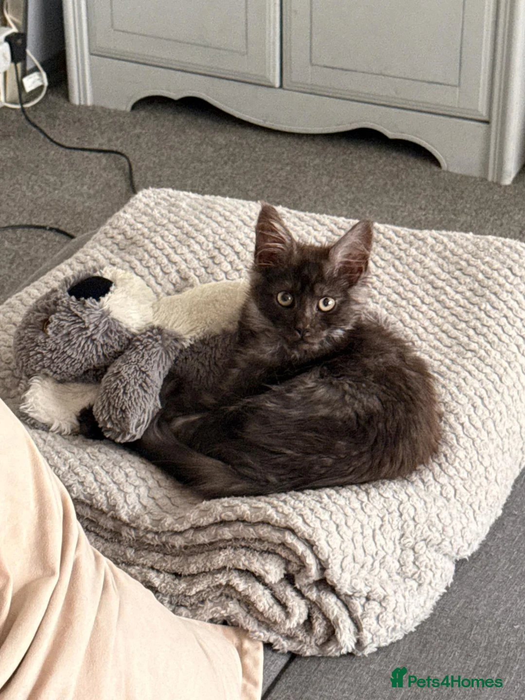Maine Coon cats for sale: Beautiful Lady MaineCoon for sale!  - Advert 9