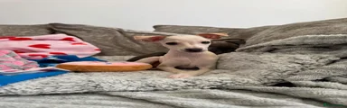 Italian Greyhound 💛 cream girl