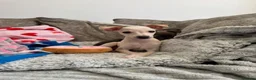 Italian Greyhound dogs for sale: KC Italian greyhound puppies 🏡 ready now - Advert 12