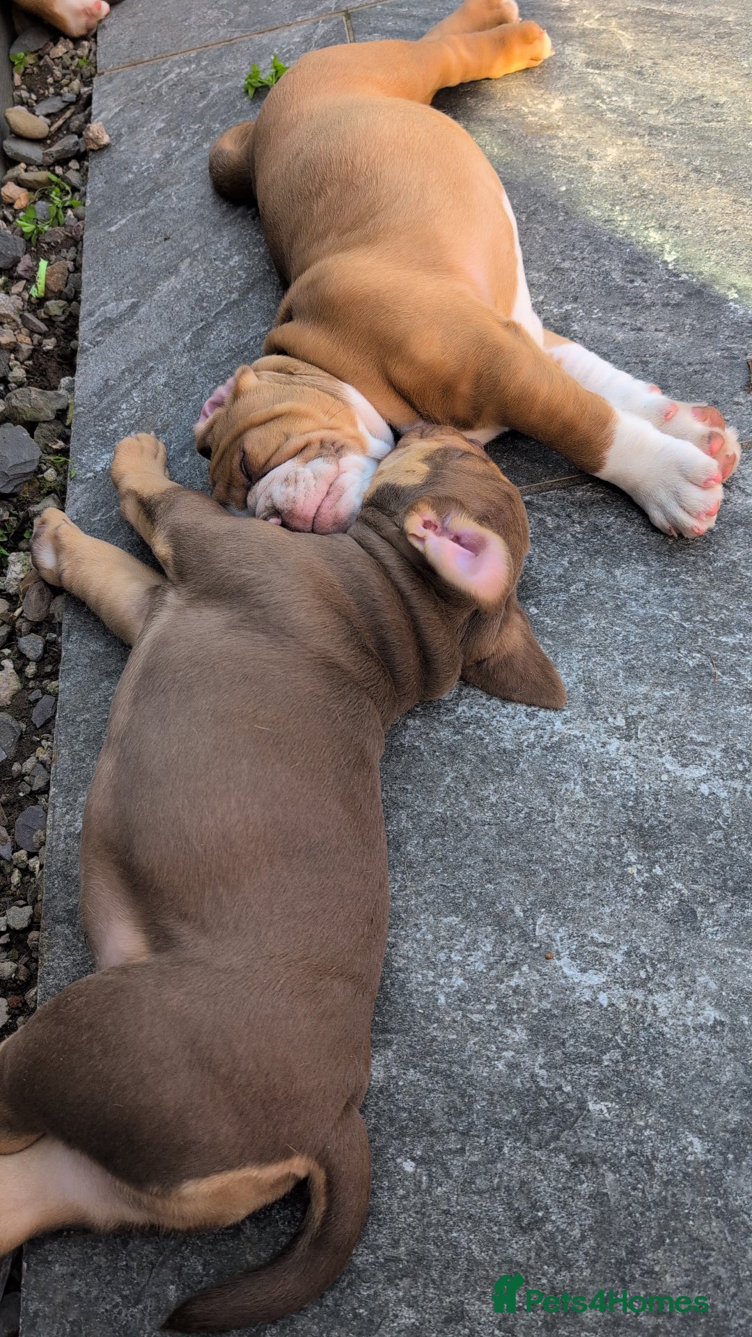 Olde English Bulldogge dogs for sale: READY TO GO, 5 left! - OEB Puppies NEBBR ✅ 3rd Gen - Image 33