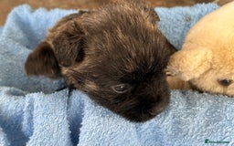 Cairn Terrier dogs for sale: CAIRN TERRIER PUPPIES - Advert 14