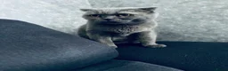 Scottish Fold cats for sale: Scottish straight/fold - Advert 8