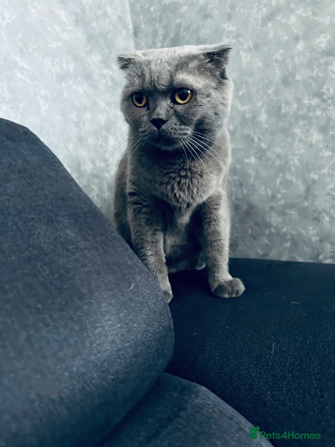 Scottish Fold cats for sale: Scottish straight/fold - Advert 8