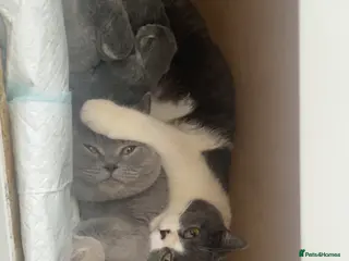 British Shorthair cats British short hair kittens - Advert 16