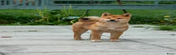Japanese Shiba Inu dogs for sale: Pets home for stunning keeper girl  - Advert 2